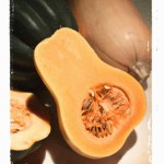 squash butternut cross section