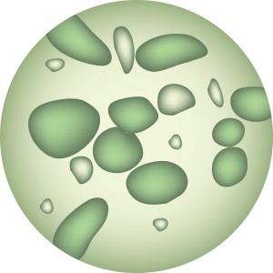 petri dish bacteria