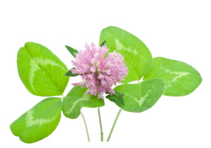 Herbal medicine:Red clover