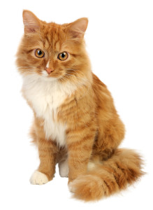 Young ginger cat, isolated on a white background