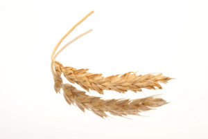 Wheat ear